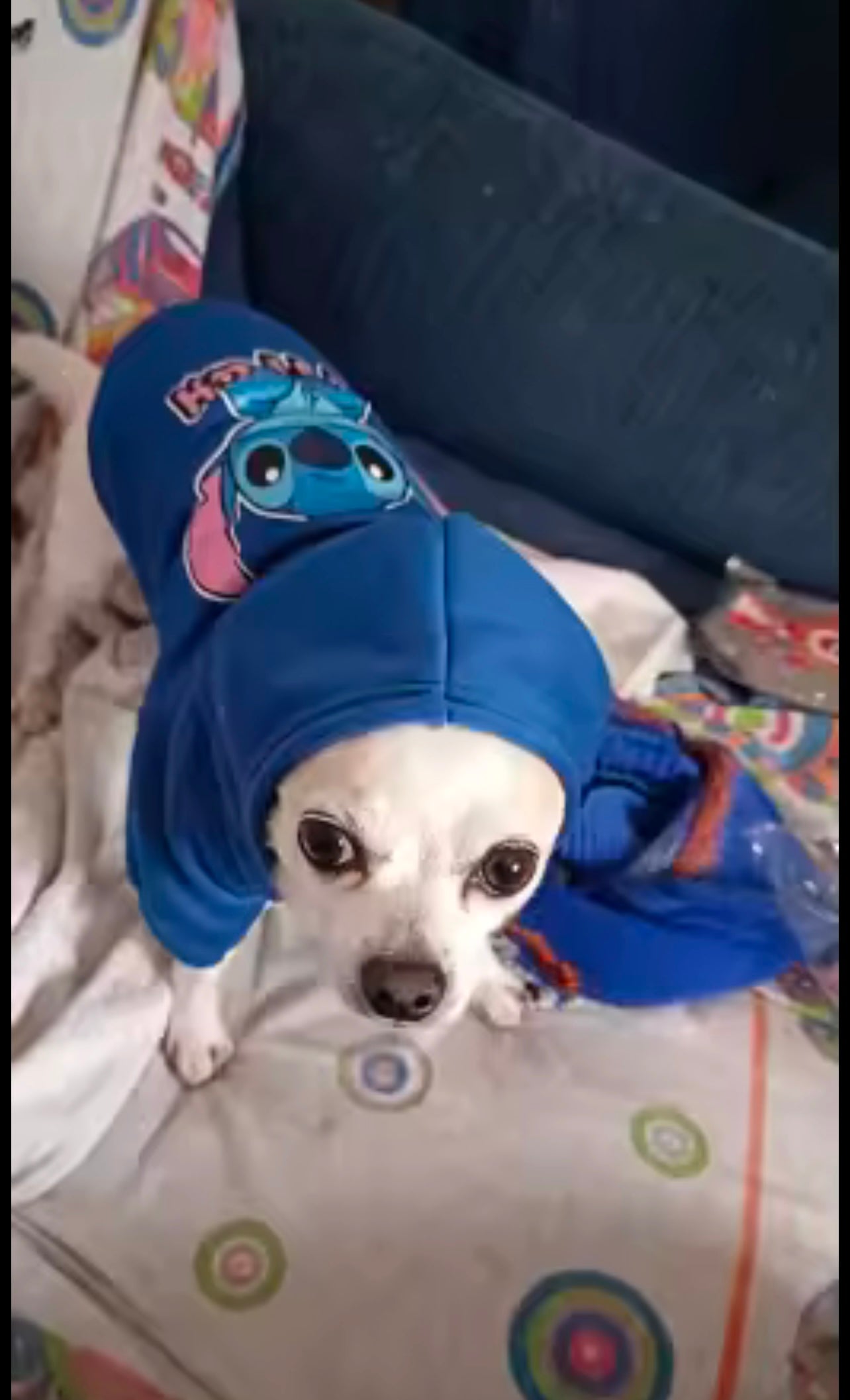 קפוצון דיסני לכלב