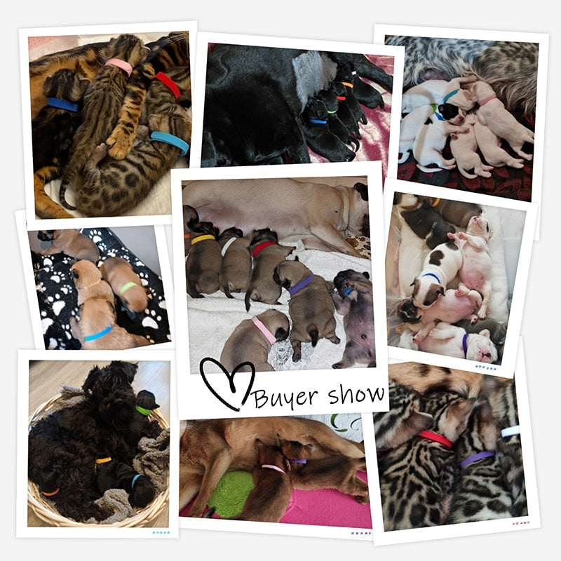 סט 12/ יח להמלטה גורים