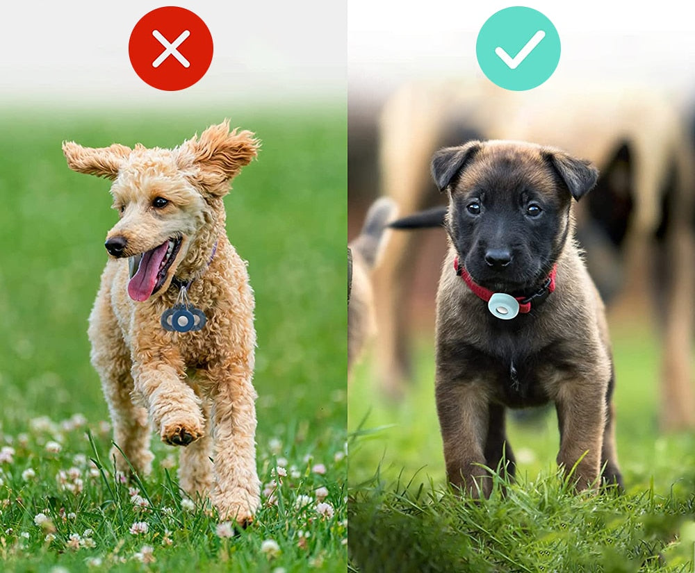 איתוראן מיוחד ואיכותי לחיות מחמד